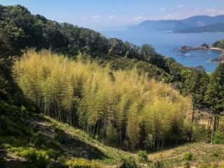 竹ヶ島の竹林 全景