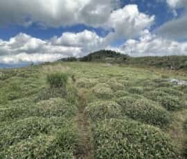 白髪山