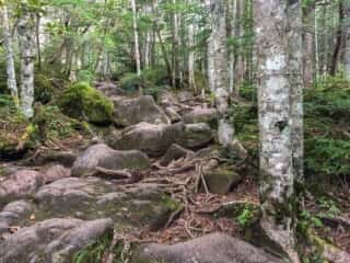 権現岳登山道