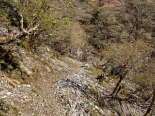 剣山登山道