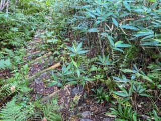 屏風岳・刈田岳 登山道