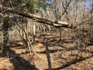 石投山 黒森山 登山道