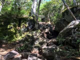 権現岳登山道