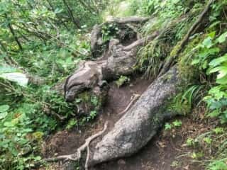 羅臼岳登山道