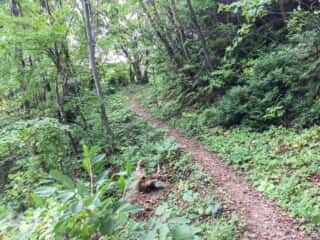 白神岳登山道