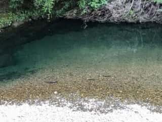 もみじ川