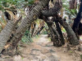 徳之島 金見崎ソテツトンネル