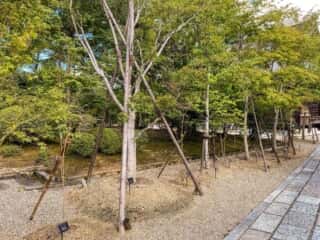 仁和寺　参道