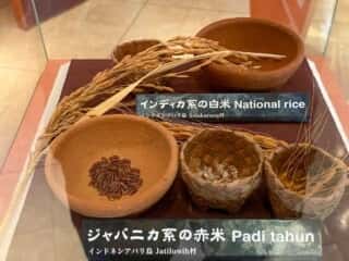 種子島 たねがしま赤米館