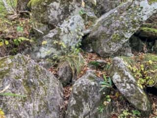 鶏頭山登山道