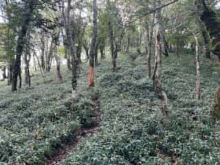矢筈山・石堂山
