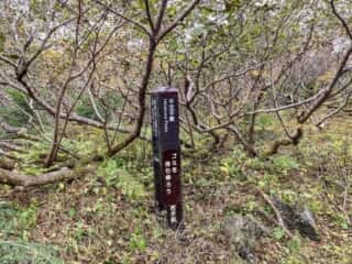 岩手山登山道