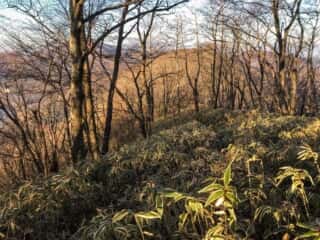 榛名山 鳥帽子岳 登山道