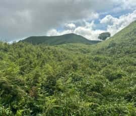 綱附森