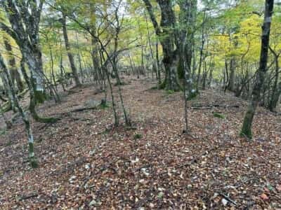 土佐矢筈山・小桧曽山