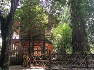 須佐神社　大杉