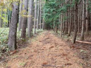 石上登山道