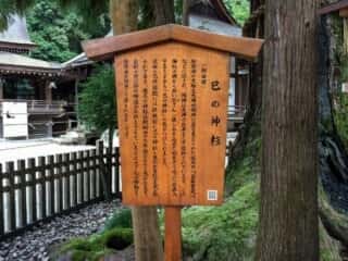 大神神社 巳の神杉 (みのかみすぎ)