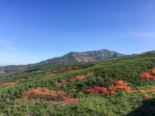 旭岳を遠くに望む