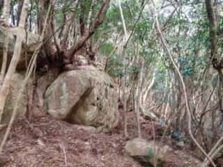 ビシャゴ磯 裏山の巨石群