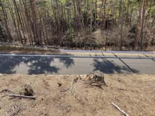石投山 黒森山 登山道