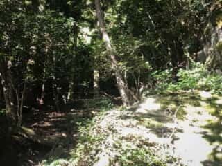 天宮さん（御内谷）への混沌とした山道