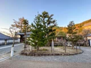 清水寺 岩手県カマツの木