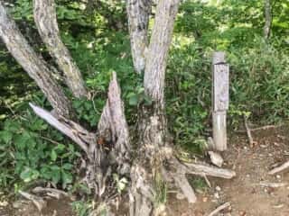 羅臼岳登山道