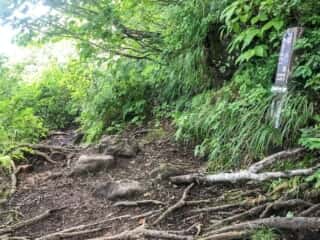 羅臼岳登山道