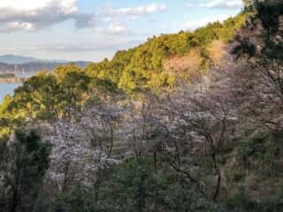 竹ヶ島の桜