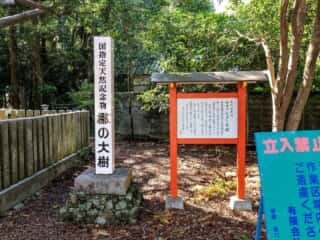 熊野速玉大社　御神木なぎの老樹