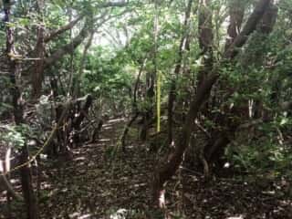 天宮さん（御内谷）周辺の道なき雑林