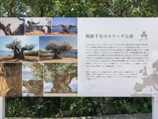 小豆島の見どころ　オリーブ大樹