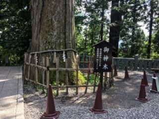 戸隠神社中社　御神木