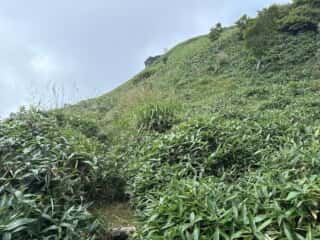 ササ原に覆われた白髪山への登山道