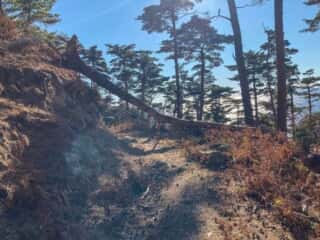 金華山周遊道倒木整備