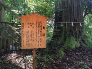 須佐神社　大杉