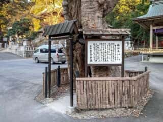 黄金山神社　御神木