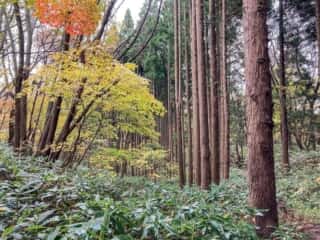 真山登山道