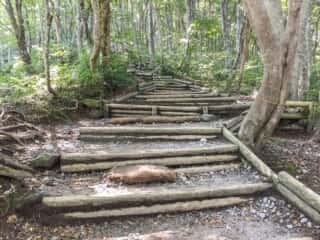 大山登山道