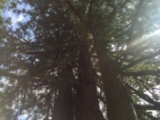 戸隠神社中社　戸隠の三本杉