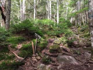 権現岳登山道