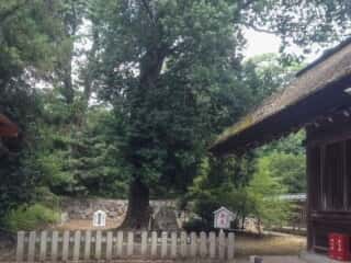籠神社　産霊岩