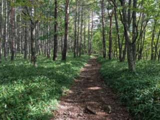 権現岳登山道