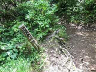 羅臼岳登山道