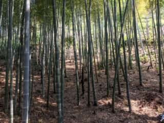 竹ヶ島の竹林