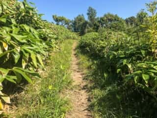 積丹岬自然公園遊歩道