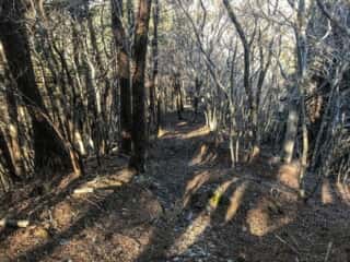 石投山 黒森山 登山道