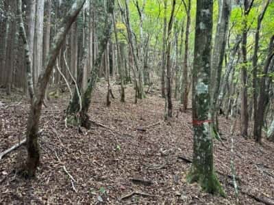 土佐矢筈山・小桧曽山