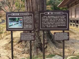 毛越寺　曲水の宴　遣水